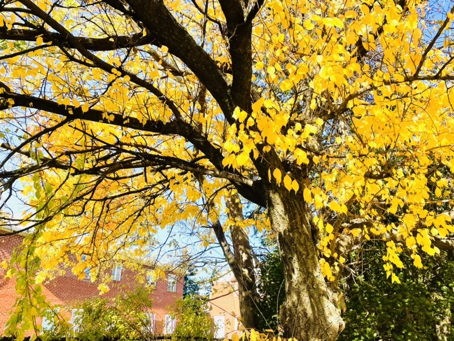 IMG_4111.jpg?type=w966