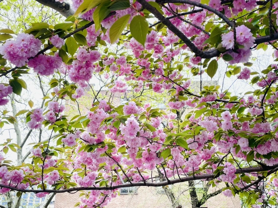 IMG_2520.jpg?type=w966