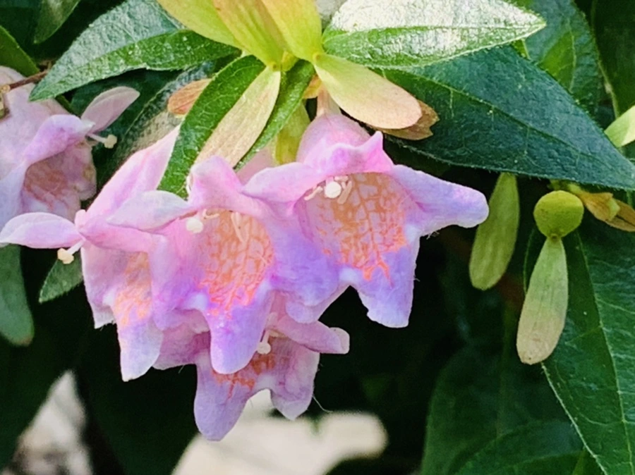 IMG_8950.jpg?type=w966