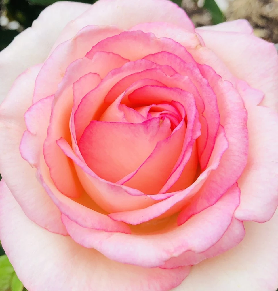 NiN94OYD0njEO-wUAT2bjt8dlQw