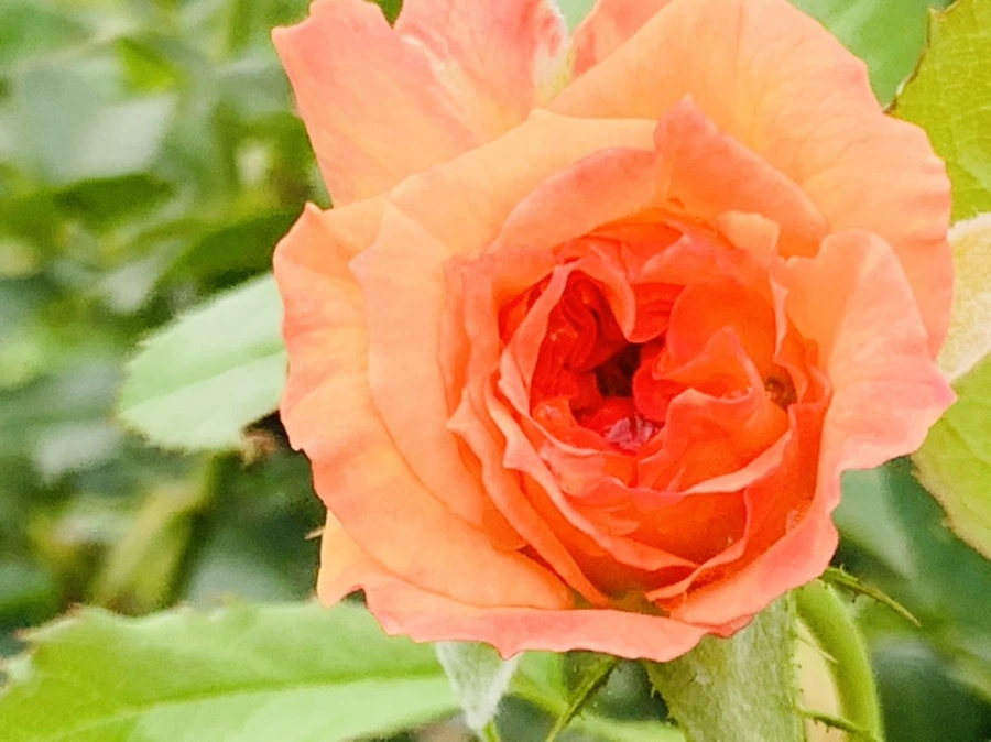 IMG_6943.jpg?type=w966