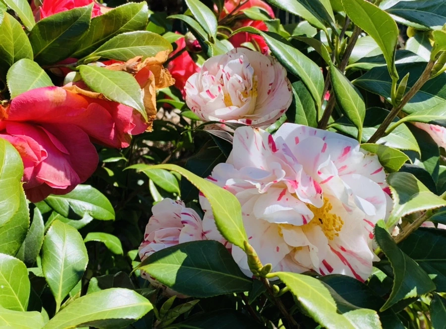 IMG_8187.jpg?type=w966