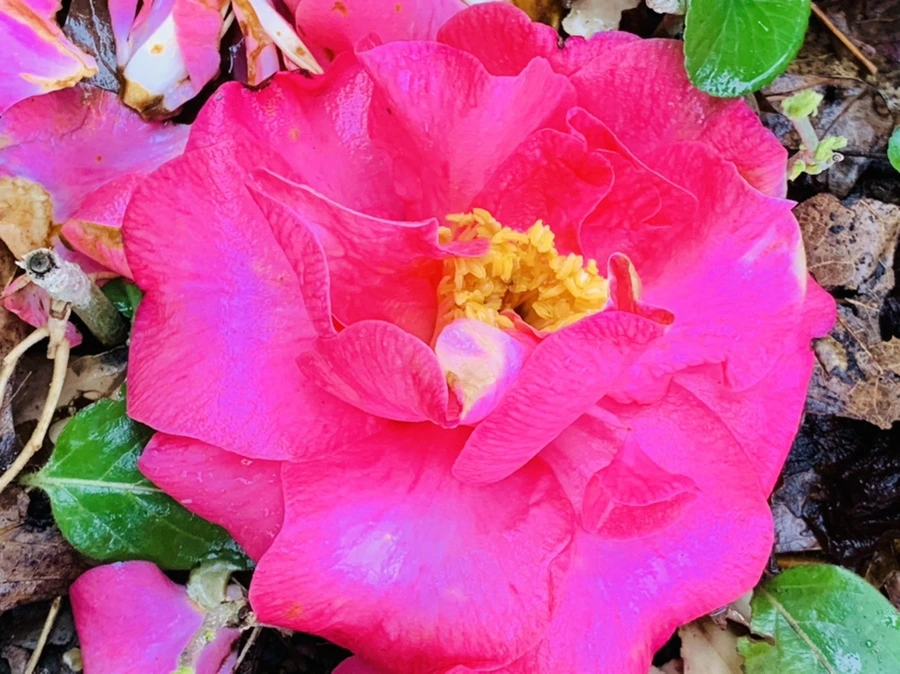 IMG_1362.jpg?type=w966