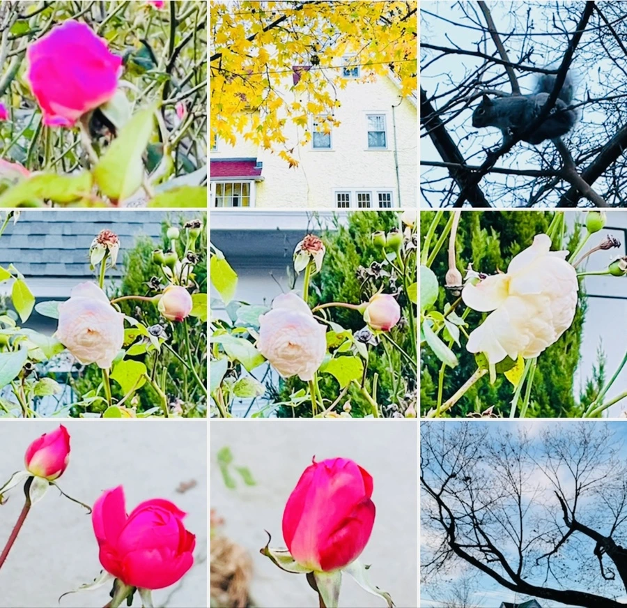 IMG_6811.jpg?type=w966