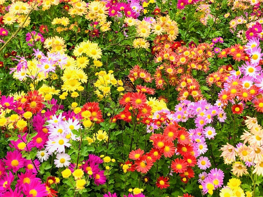 IMG_2481.jpg?type=w966