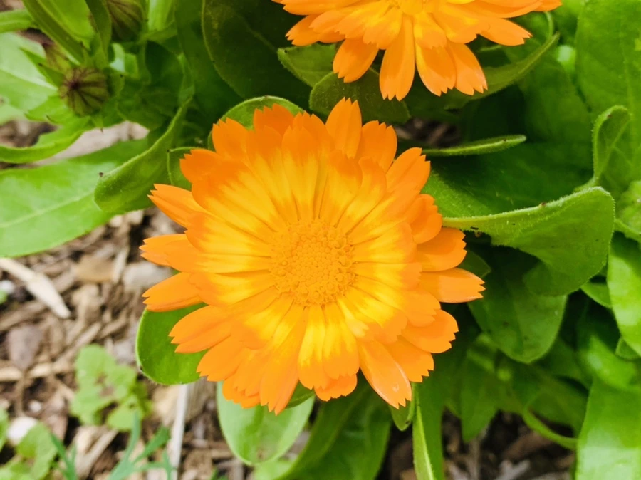 IMG_1300.jpg?type=w966