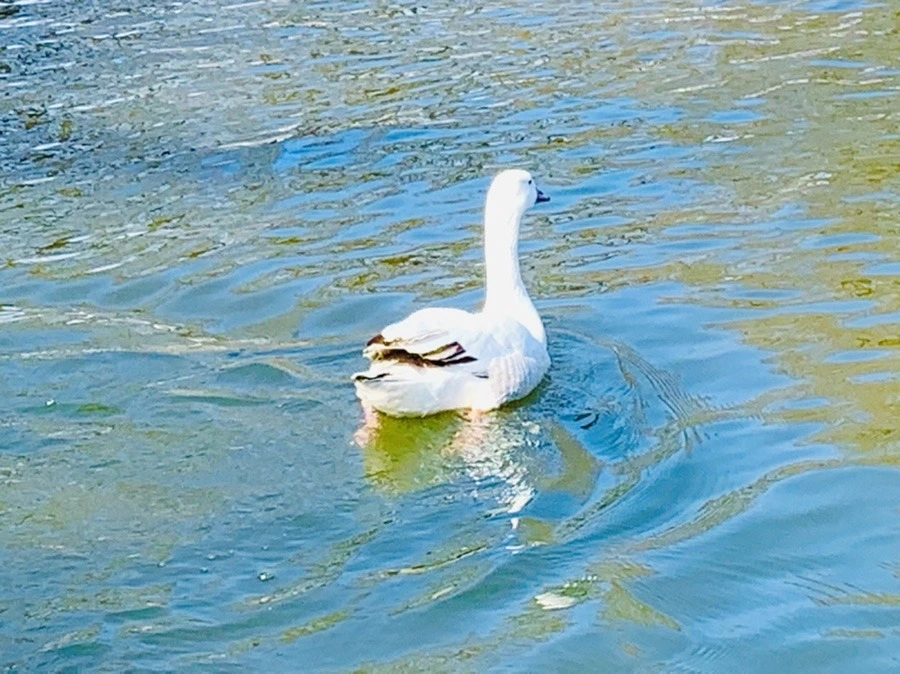 QZJC9hquGCWhBsx96tT4K5Yb1_Y