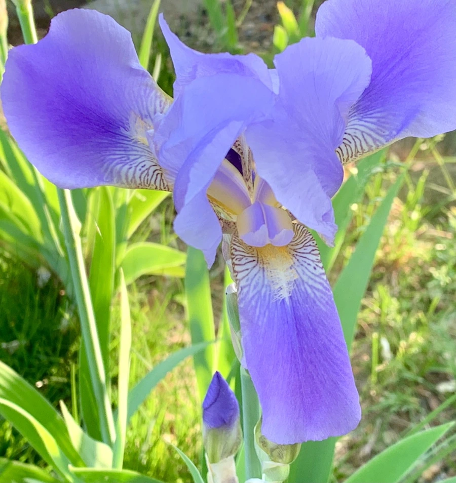 IMG_3452.jpg?type=w966