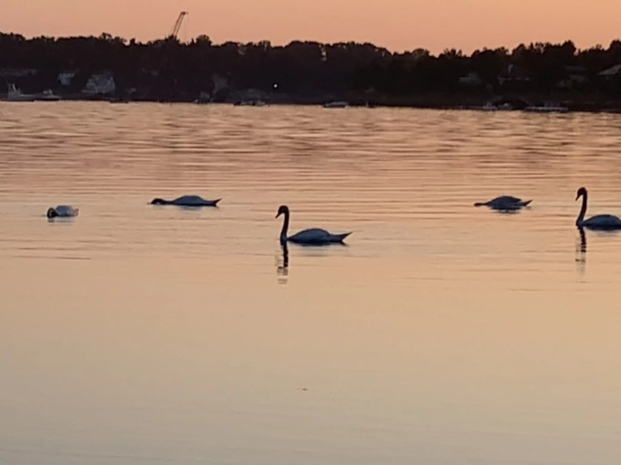 IMG_0165.jpg?type=w966