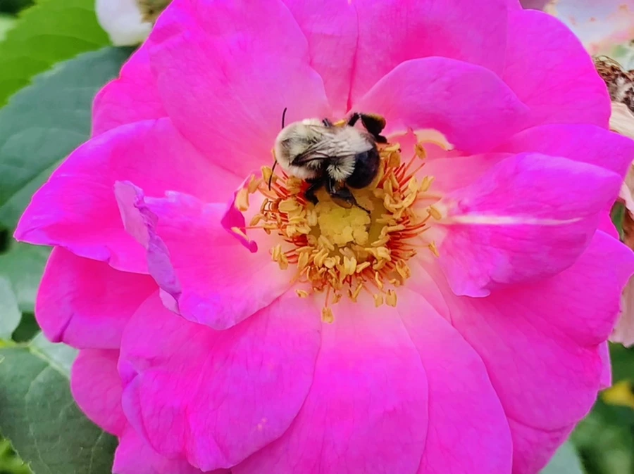 IMG_5026.jpg?type=w966