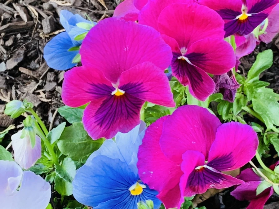 IMG_1917.jpg?type=w966