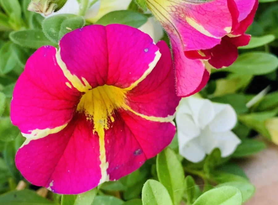 IMG_5307.jpg?type=w966