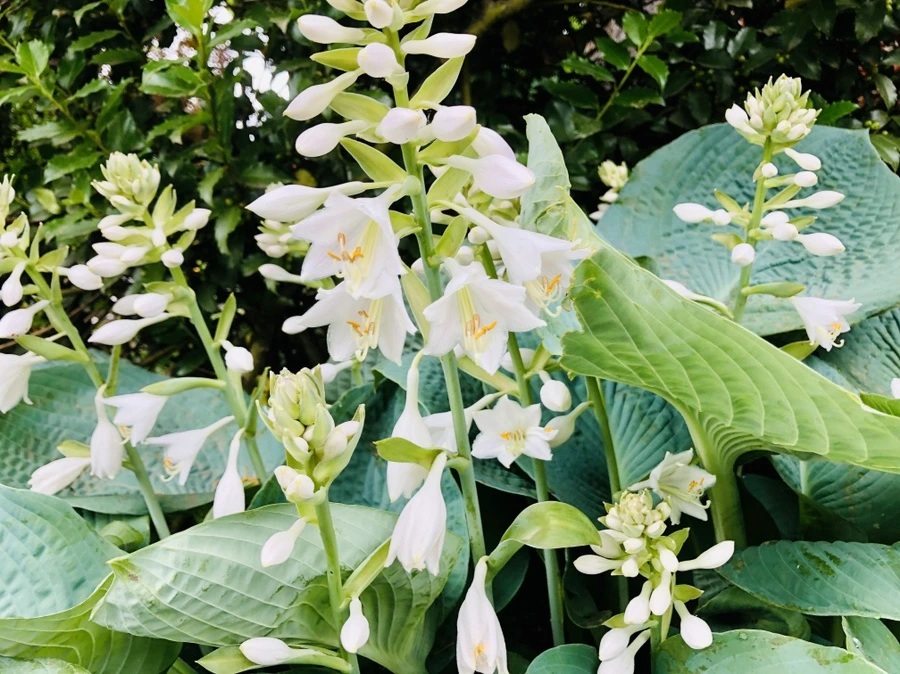 IMG_8895.jpg?type=w966