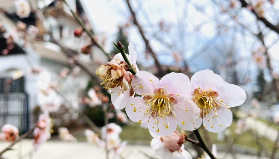 IMG_0498.jpg?type=w966