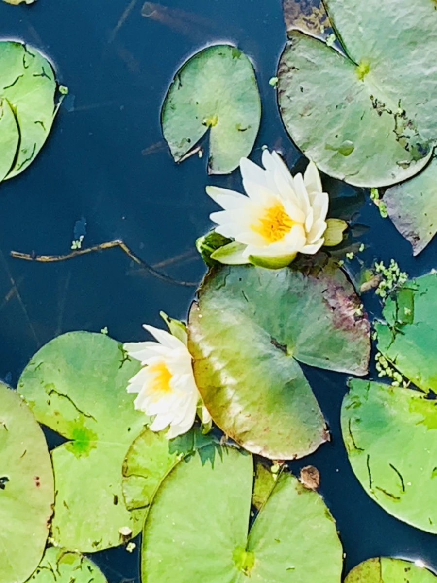 IMG_1133.jpg?type=w966