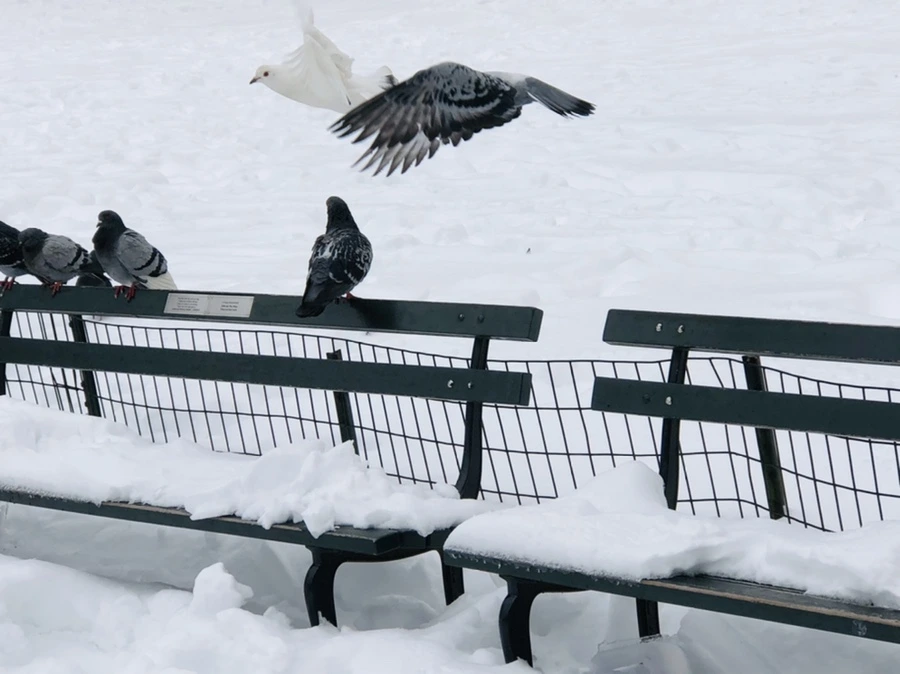 IMG_9128.jpg?type=w966