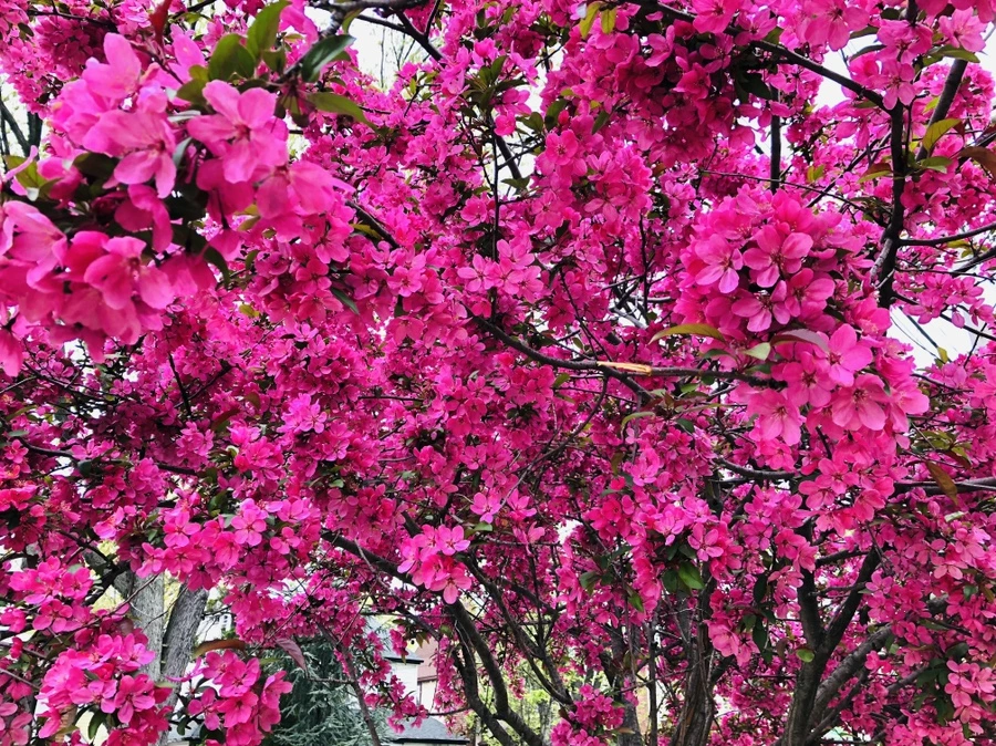 IMG_4040.jpg?type=w966