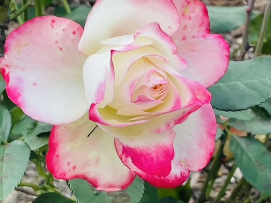 IMG_0163.jpg?type=w966