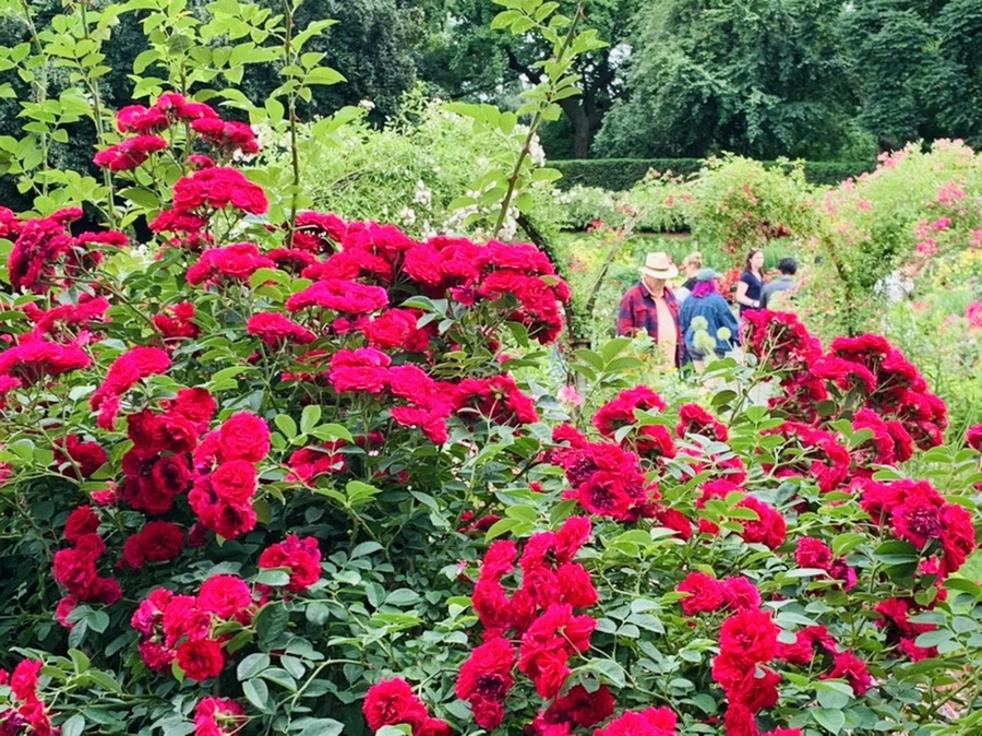 IMG_2937.jpg?type=w966