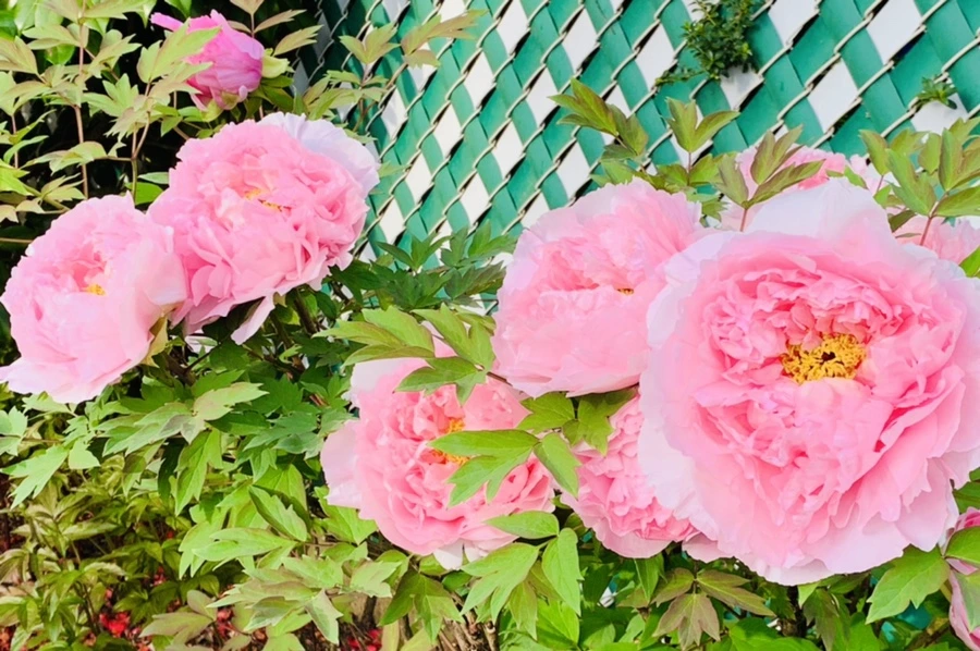 IMG_9095.jpg?type=w966