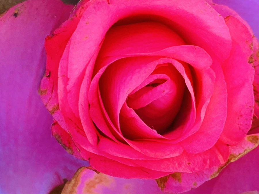 IMG_0565.jpg?type=w966