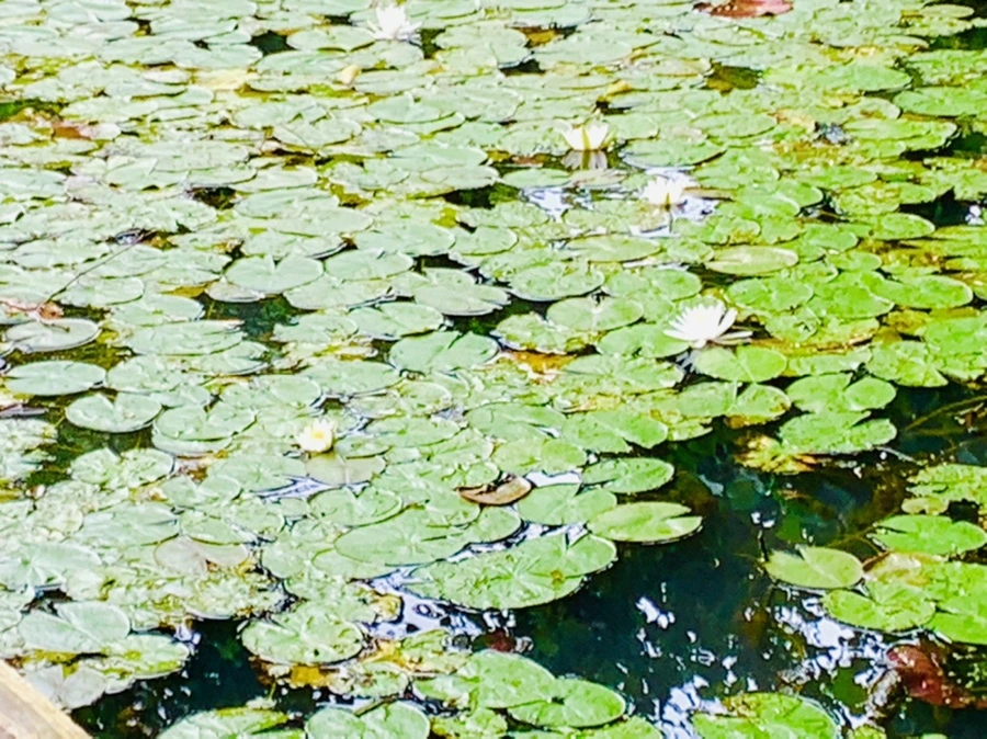 IMG_5243.jpg?type=w966