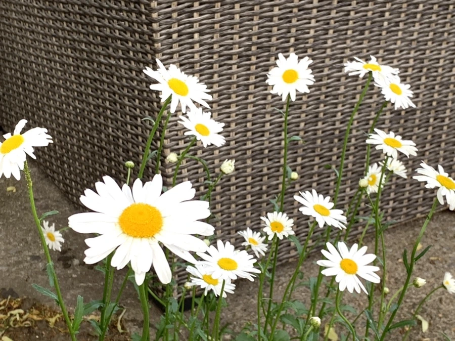 IMG_5516.jpg?type=w966