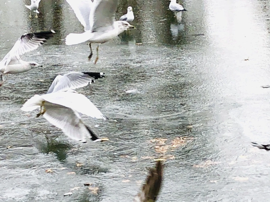 IMG_8524.jpg?type=w966