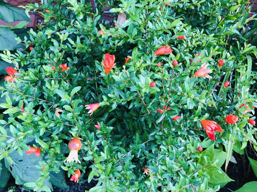 IMG_4621.jpg?type=w966