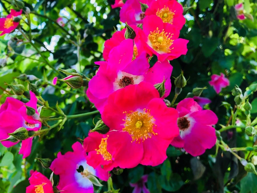 IMG_7849.jpg?type=w966