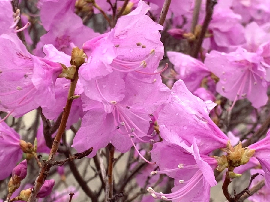 IMG_6157.jpg?type=w966