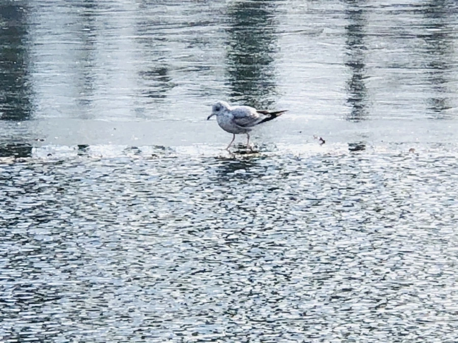 IMG_5286.jpg?type=w966