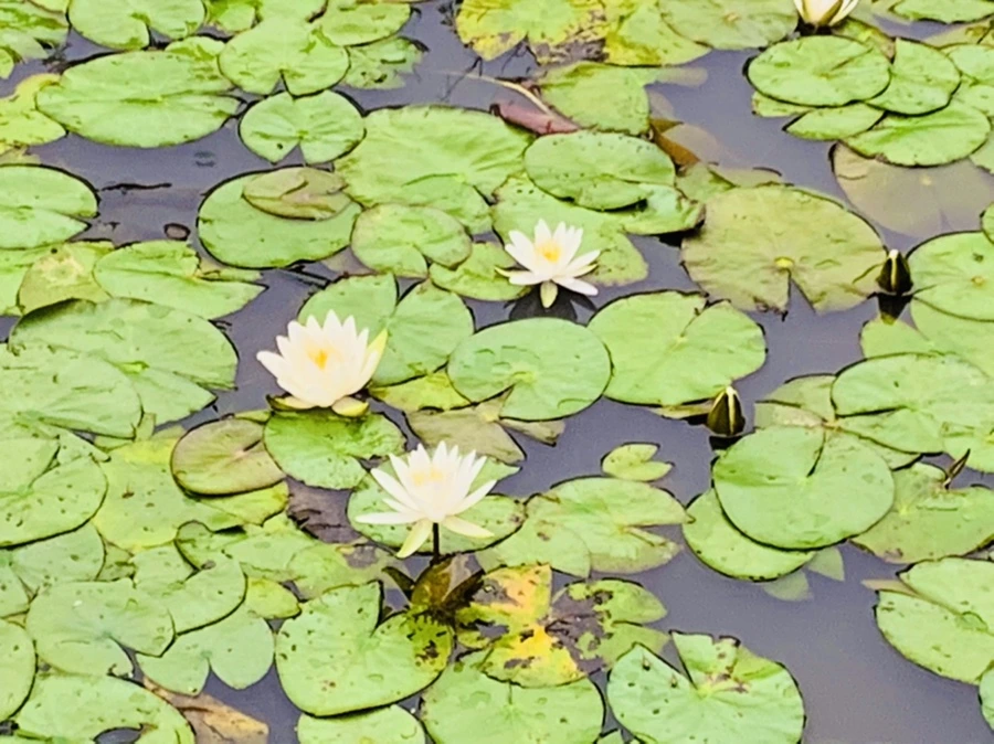 IMG_7165.jpg?type=w966