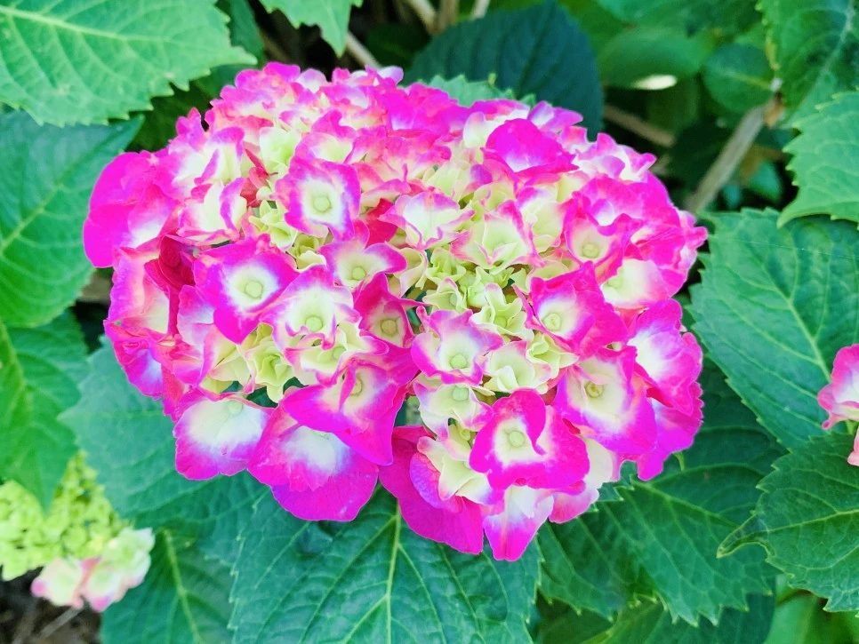 IMG_3003.jpg?type=w966