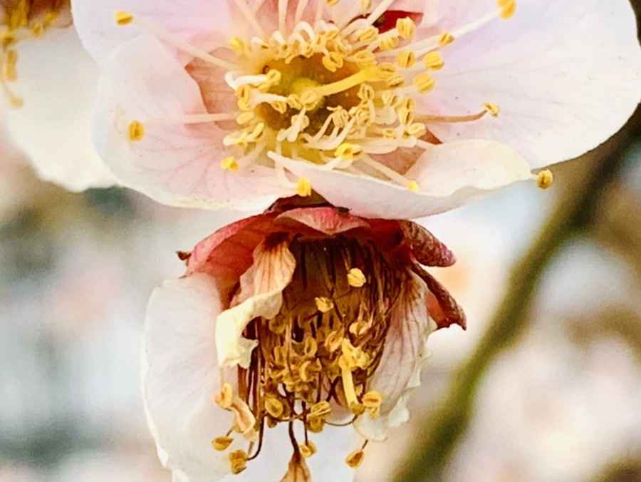 IMG_2766.jpg?type=w966