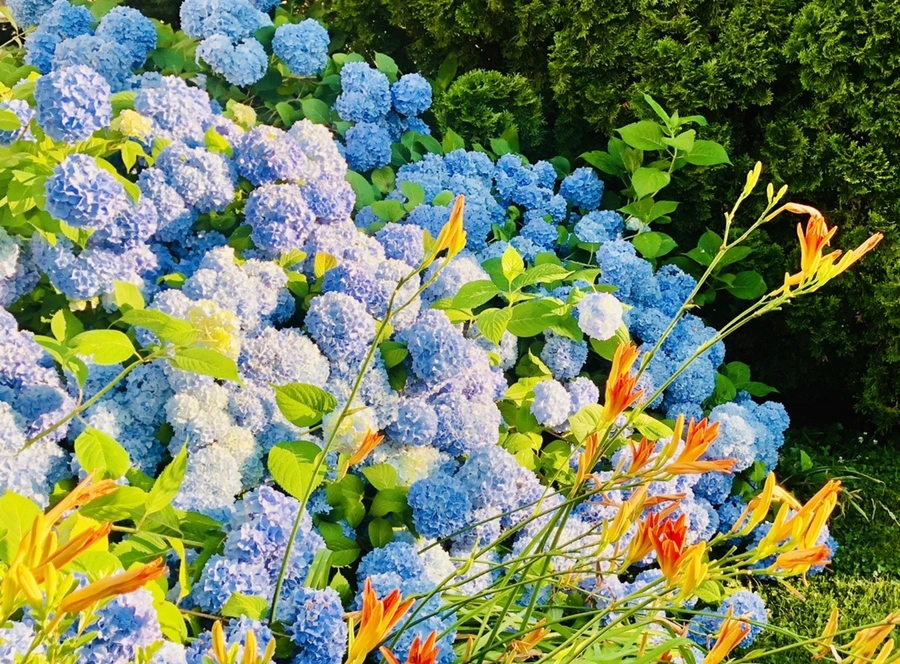 IMG_0682.jpg?type=w966