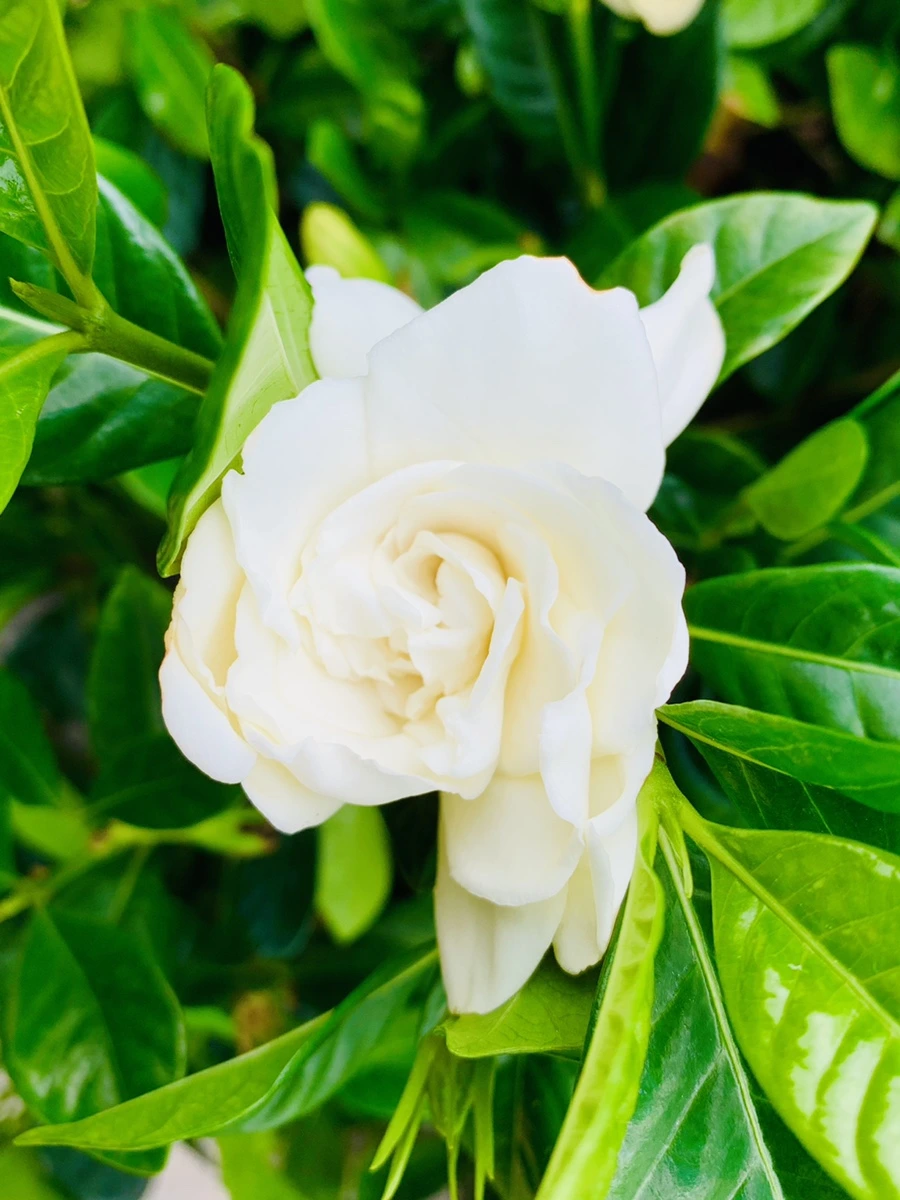 IMG_5390.jpg?type=w966