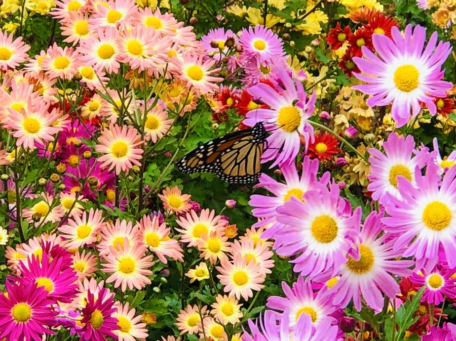 IMG_2483.jpg?type=w966