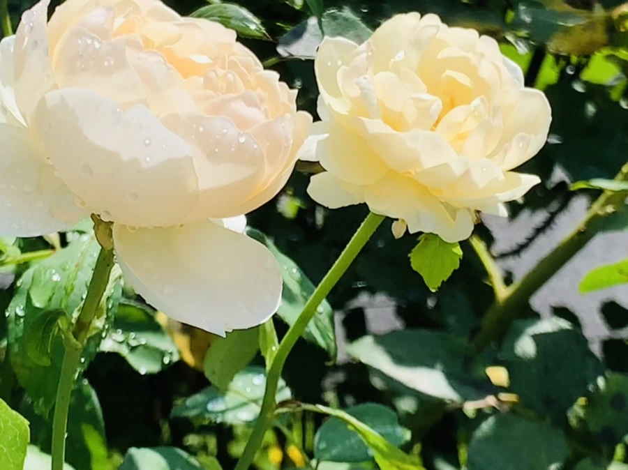 IMG_8426.jpg?type=w966