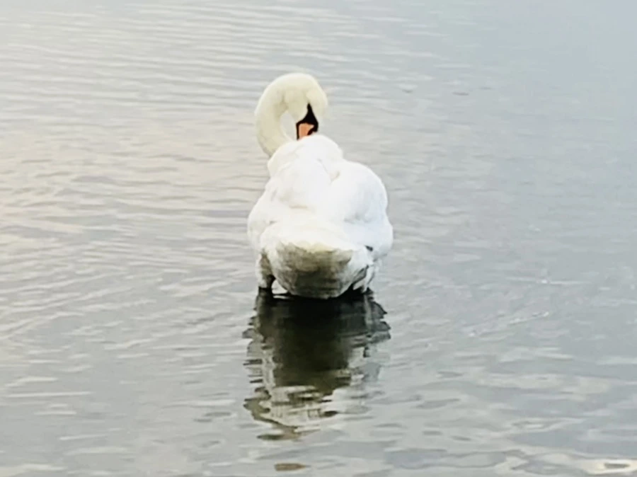 IMG_0286.jpg?type=w966