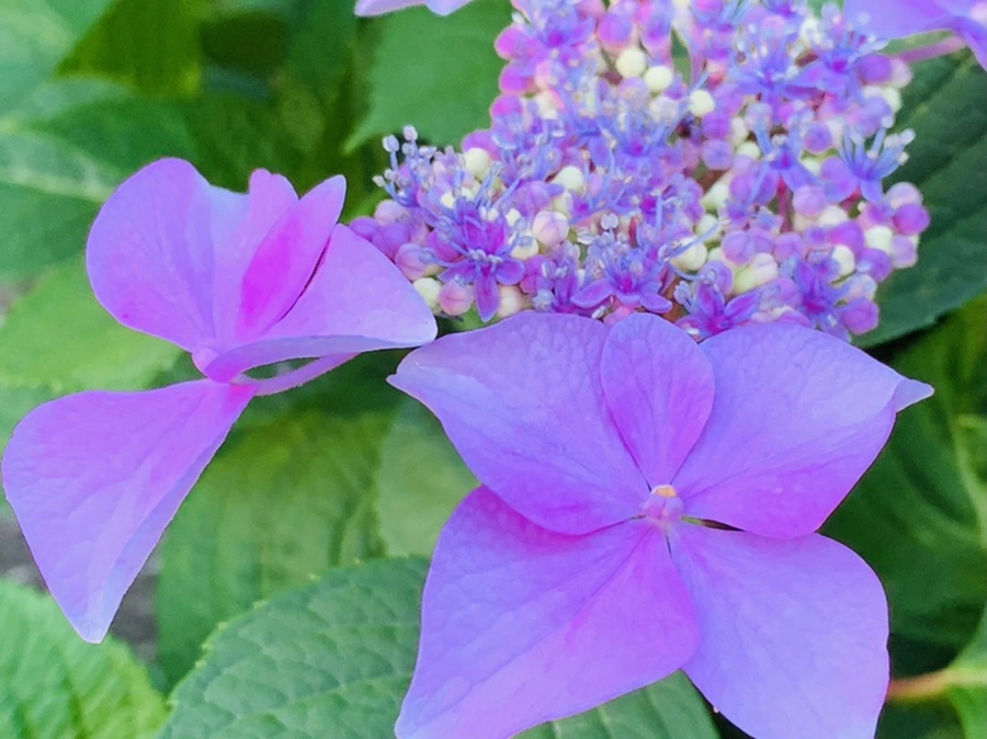 IMG_6309.jpg?type=w966