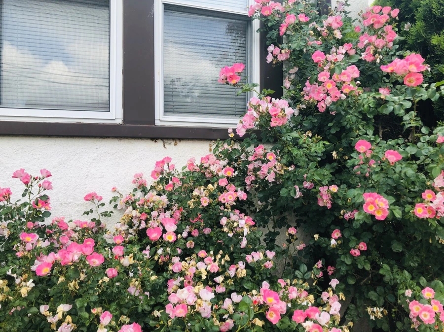 IMG_9971.jpg?type=w966