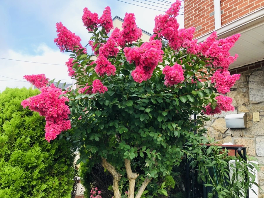 IMG_3458.jpg?type=w966