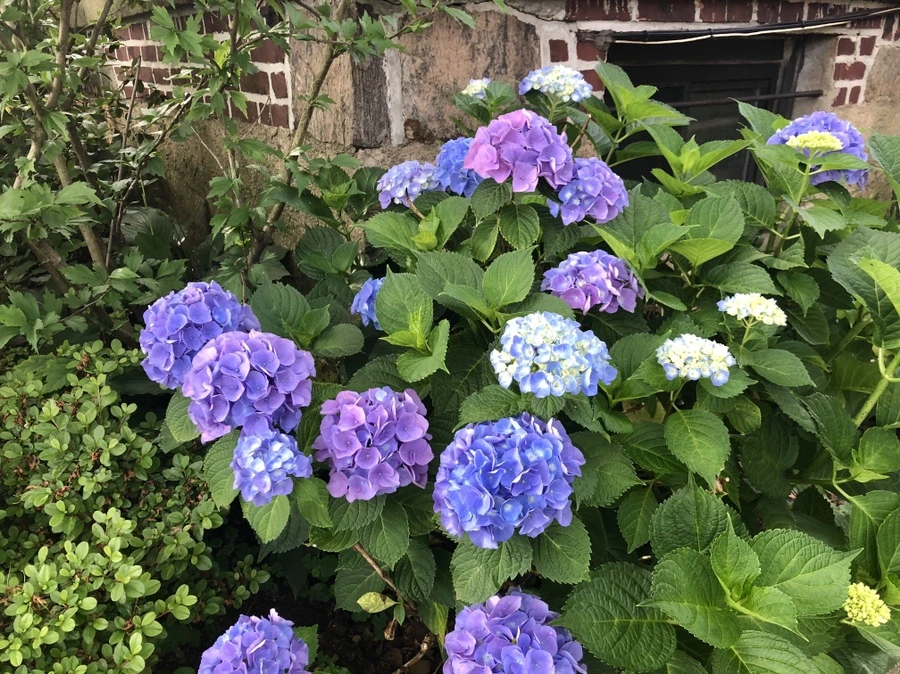 IMG_6754.jpg?type=w966