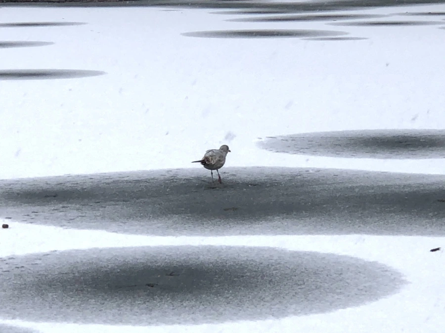 IMG_5991.jpg?type=w966