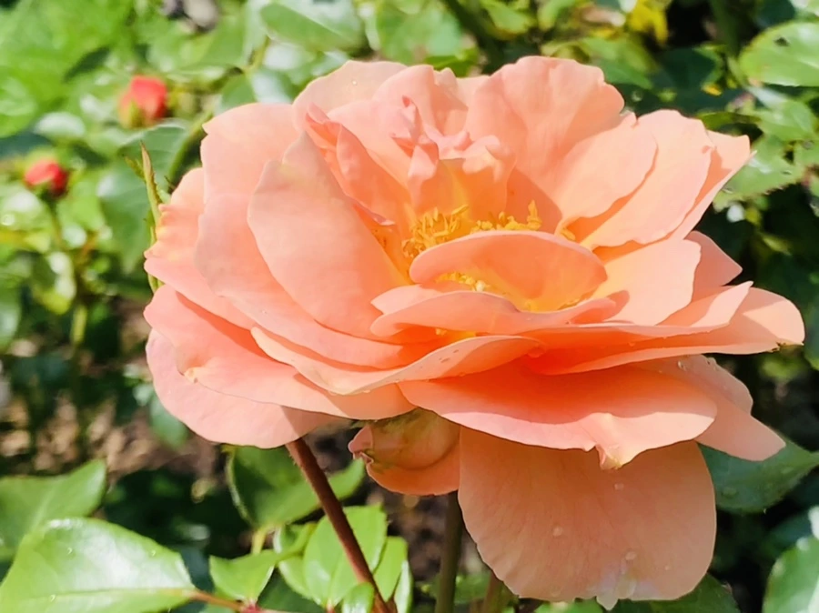 IMG_8500.jpg?type=w966