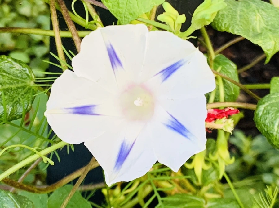 IMG_7048.jpg?type=w966