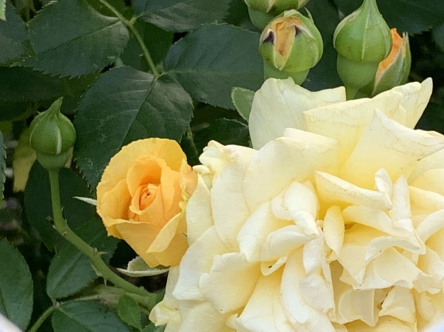 IMG_2946.jpg?type=w966