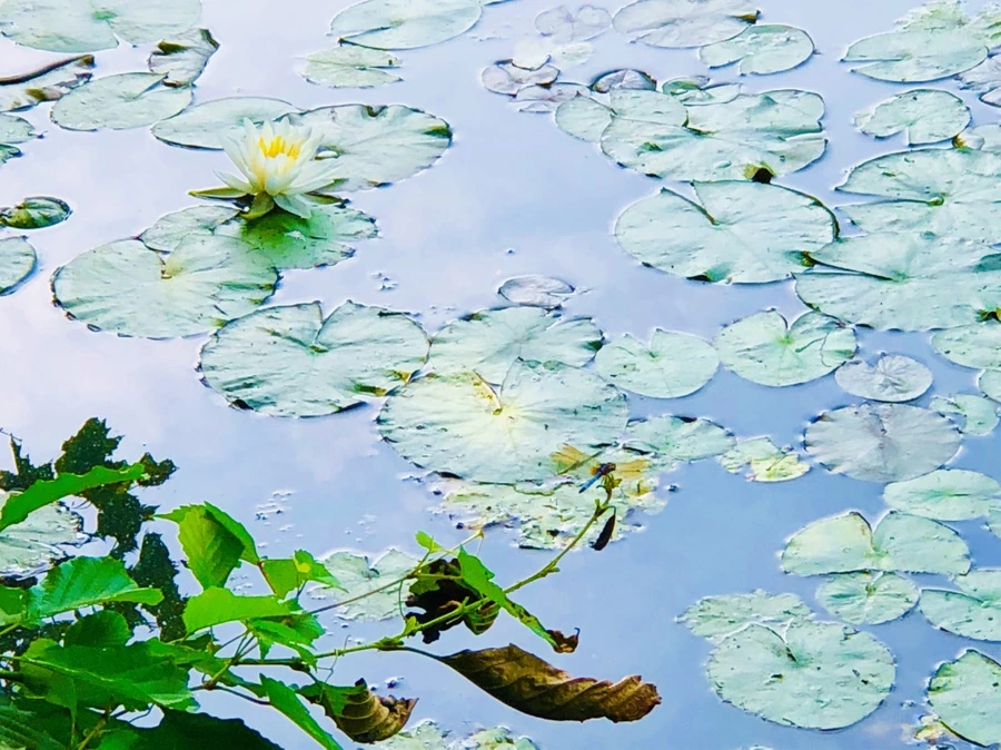 IMG_4948.jpg?type=w966