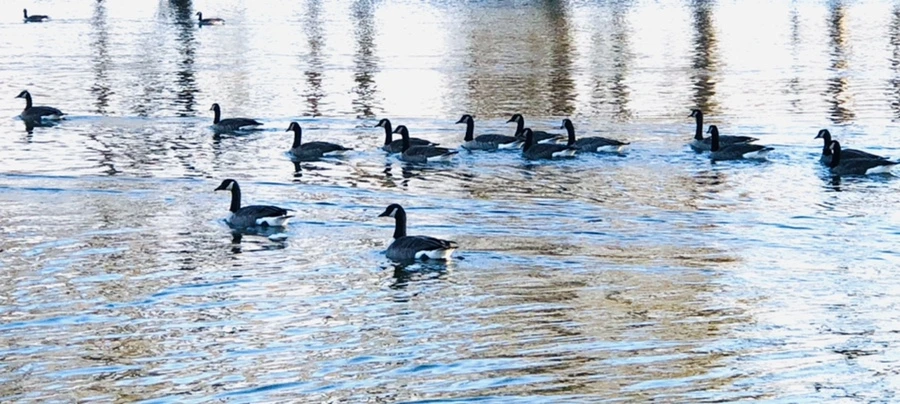 IMG_4287.jpg?type=w966